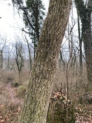 Phellodendron amurense