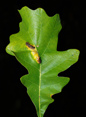 Aceria querci