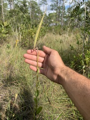 Asclepias connivens
