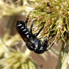 Megachile apicalis