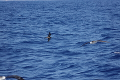 Hydrobates monorhis