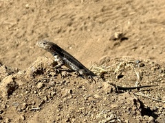 Microlophus albemarlensis