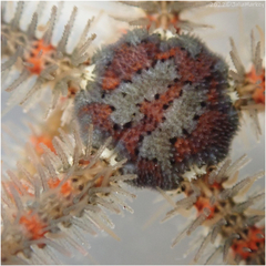 Ophiothrix spiculata