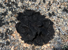 Umbilicaria hyperborea