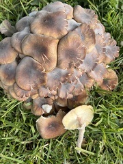 Fungi
