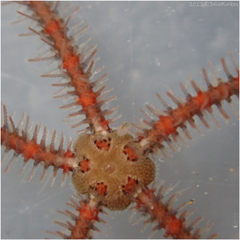 Ophiothrix spiculata