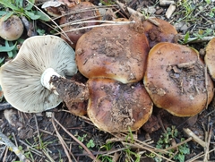 Pholiota highlandensis