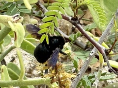 Xylocopa darwini
