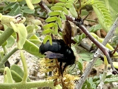 Xylocopa darwini