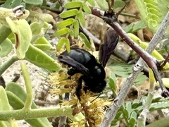Xylocopa darwini