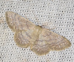 Idaea obsoletaria