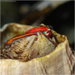 Megabalanus californicus