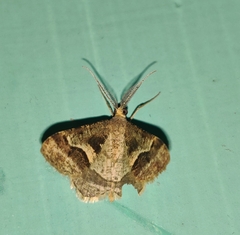 Isturgia disputaria