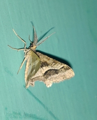 Isturgia disputaria