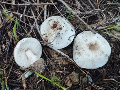 Lepiota subvolvata