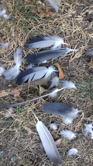 Columba livia domestica