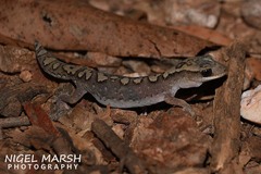 Diplodactylus vittatus