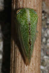 Cyrtolobus