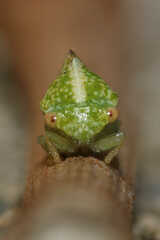 Cyrtolobus