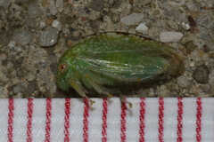 Cyrtolobus