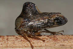 Telamona