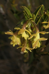 Epidendrum zipaquiranum