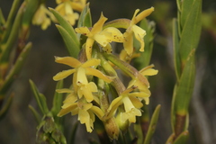 Epidendrum zipaquiranum