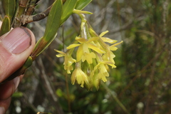 Epidendrum zipaquiranum