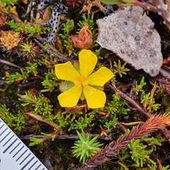 Hibbertia procumbens