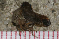 Telamona