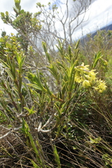 Epidendrum zipaquiranum