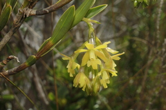 Epidendrum zipaquiranum