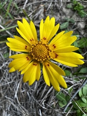 Coreopsis nuecensis