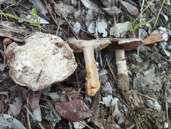 Agaricus devoniensis