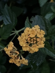 Lantana