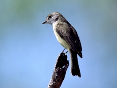Microeca flavigaster