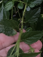 Lantana