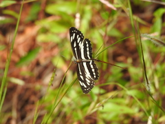 Neptis hylas