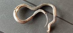 Atractus