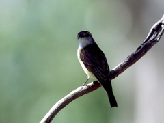 Microeca flavigaster