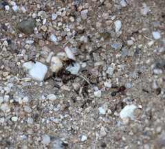Pheidole xerophila