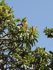 Vochysia rufa