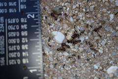 Pheidole xerophila