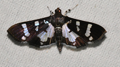 Desmia bajulalis