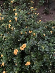 Lantana