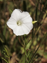 Distimake maragniensis