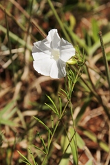 Distimake maragniensis