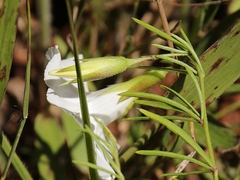 Distimake maragniensis