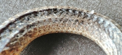 Atractus