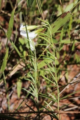 Distimake maragniensis